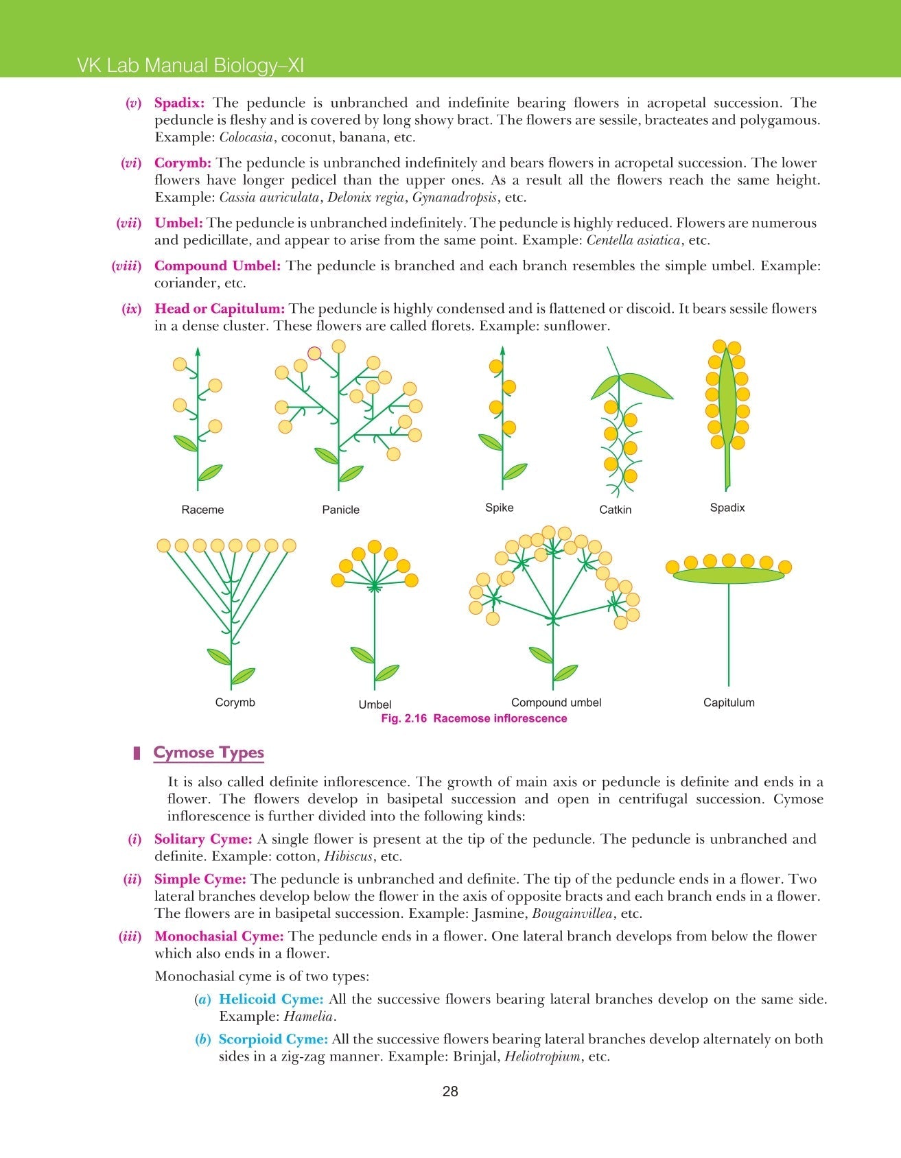 Class 11 Biology Lab Manual VK